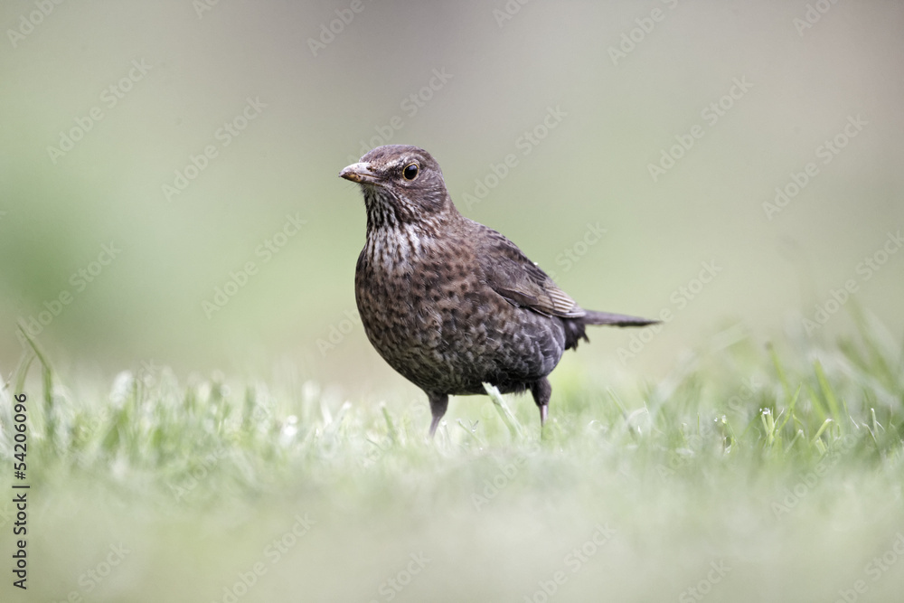 Blackbird, Turdus merula Blackbird, Turdus merula