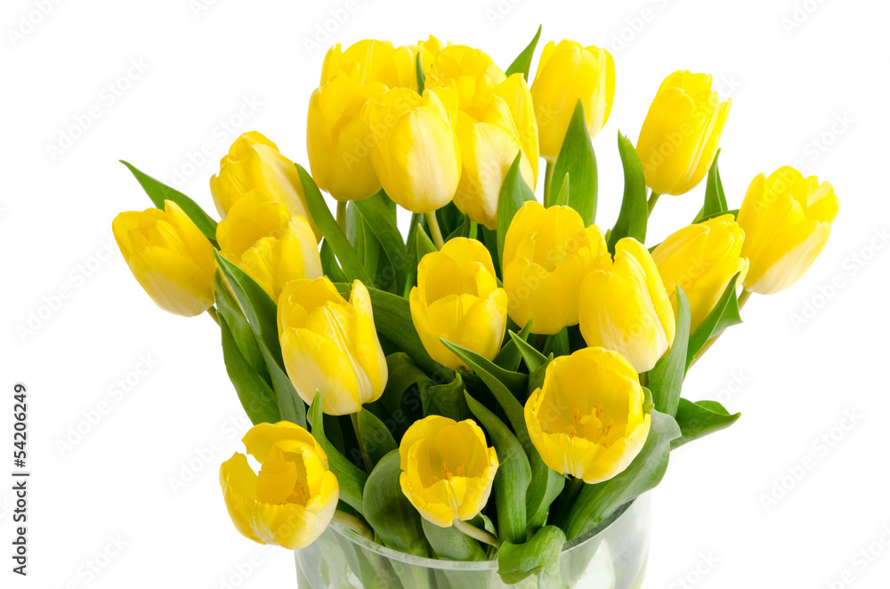 Gelbe Tulpen Gelbe Tulpen