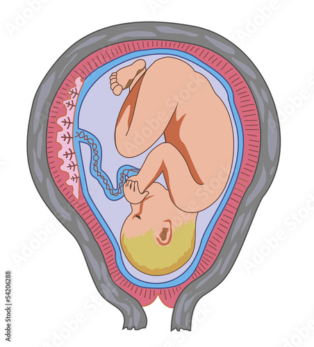 Fetus in mother's womb