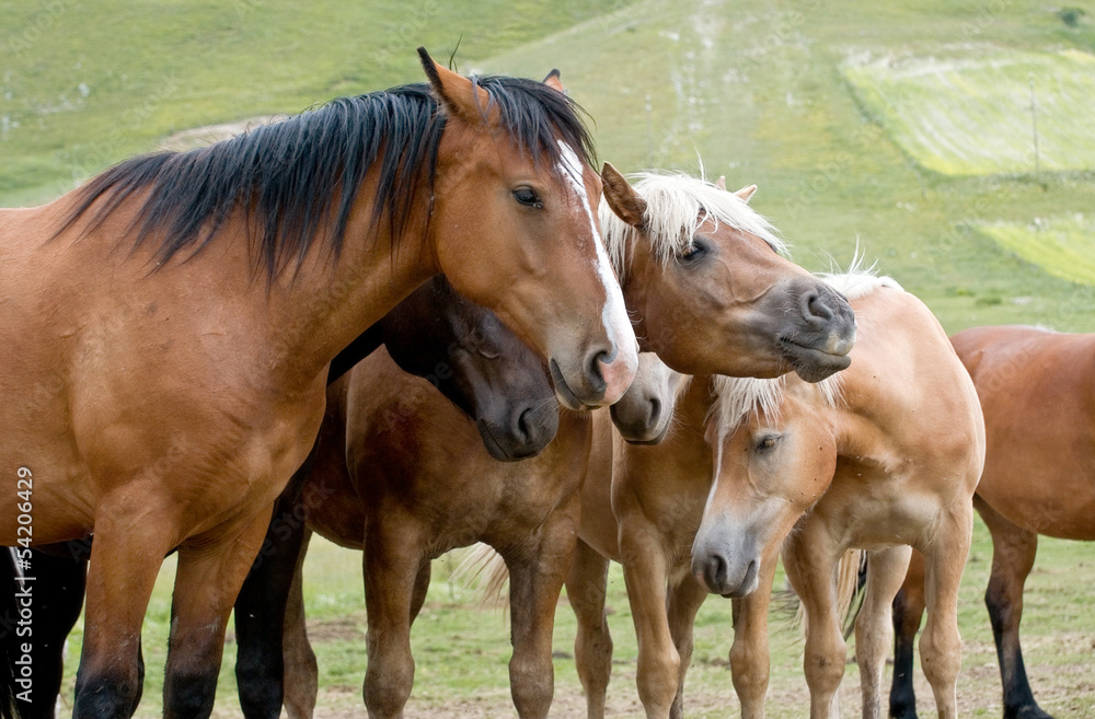 Cavalli a riposo - the rest of the horses Cavalli a riposo - the rest of the horses