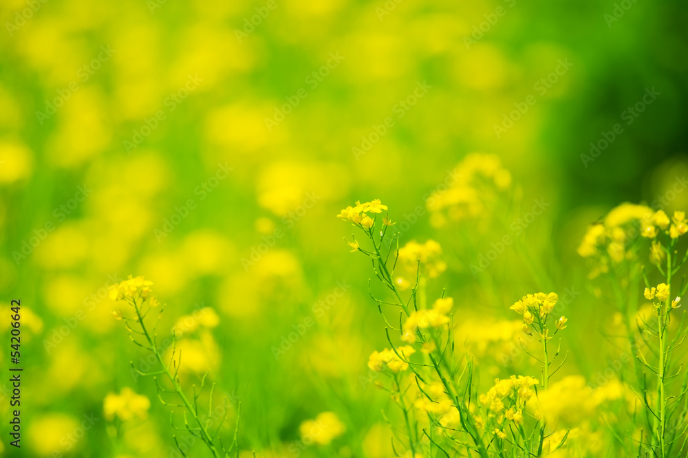 Fototapeta premium 菜の花-Brassica sp.