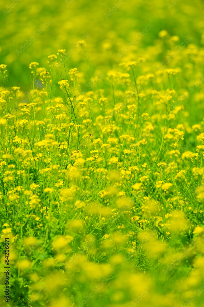 Obraz premium 菜の花-Brassica sp.