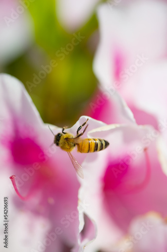 ツツジの蜜を集めるミツバチ-Apis mellifera