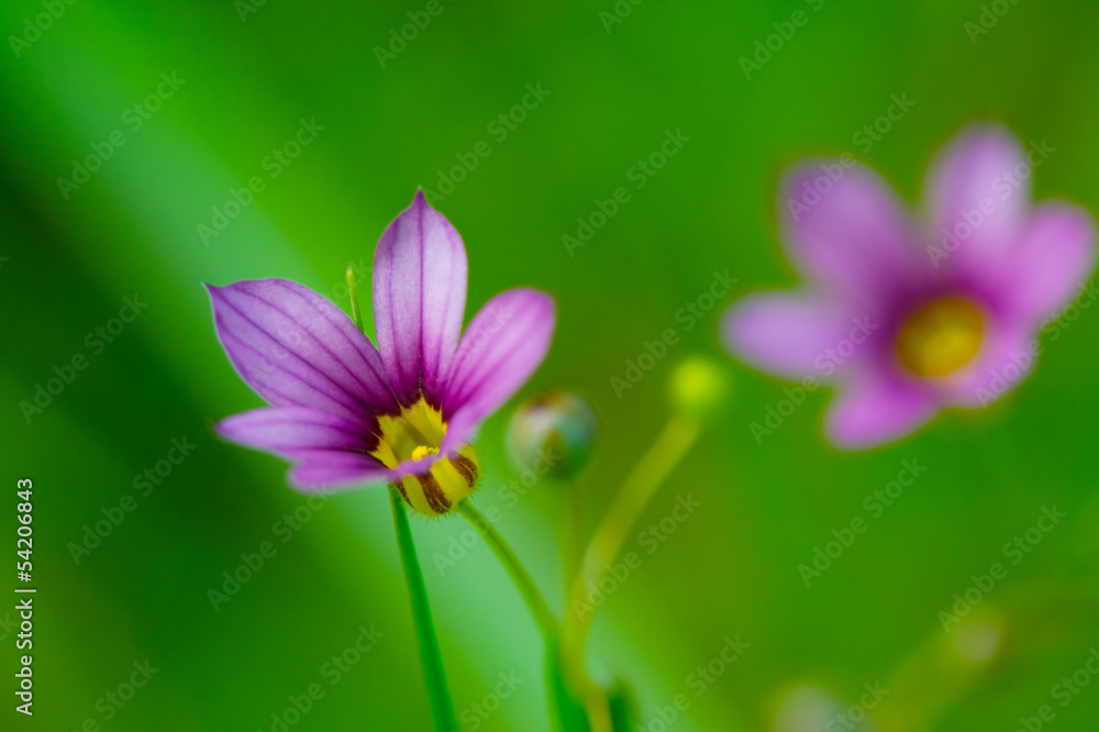 ニワゼキショウ-Sisyrinchium rosulatum