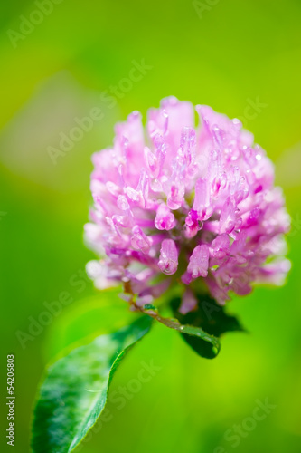 ムラサキツメクサ-Trifolium pratense