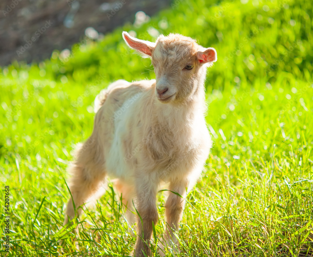 Obraz premium goat grazing