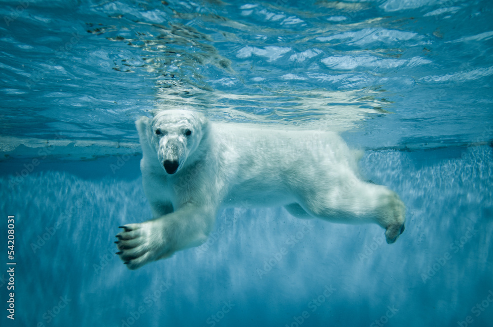 Fotobehang Thalarctos Maritimus (Ursus maritimus) - Nikkel-Art.nl