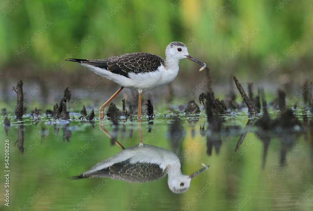 Obraz premium Black-winged Stilt (Himantopus himantopus)