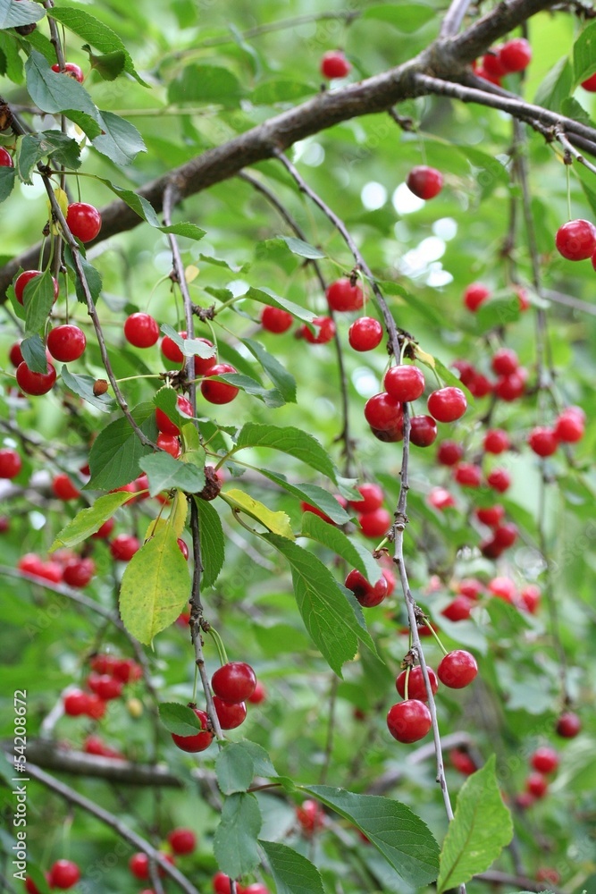 amarene su albero amarene su albero