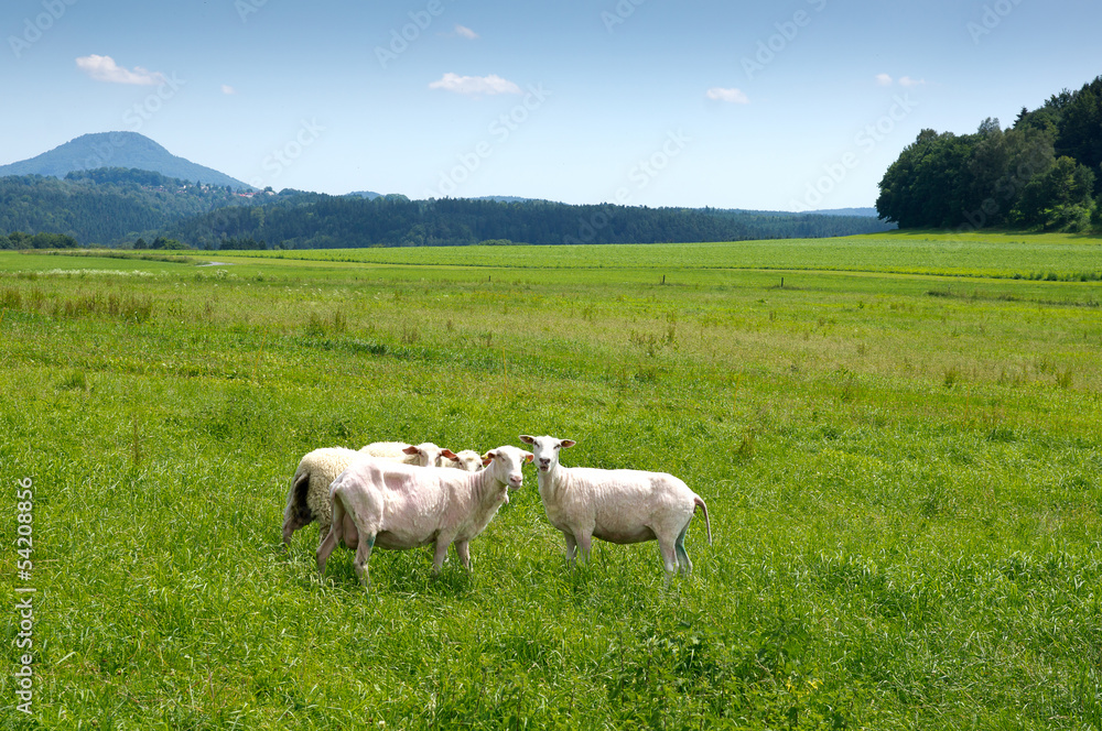 Fototapeta premium Sheeps in Saxon Switzerland