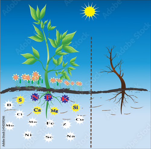 Background for teaching nutrition for plants.