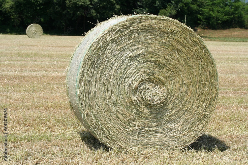balle di fieno su campo balle di fieno su campo