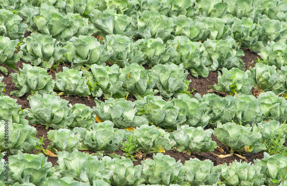 cabbage growing cabbage growing