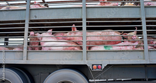 Big piggies on their way to market
