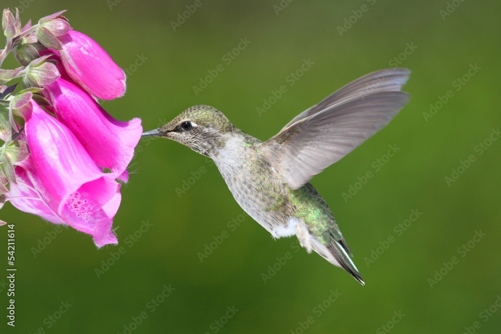 Fototapeta premium Annas Hummingbird (Calypte anna)