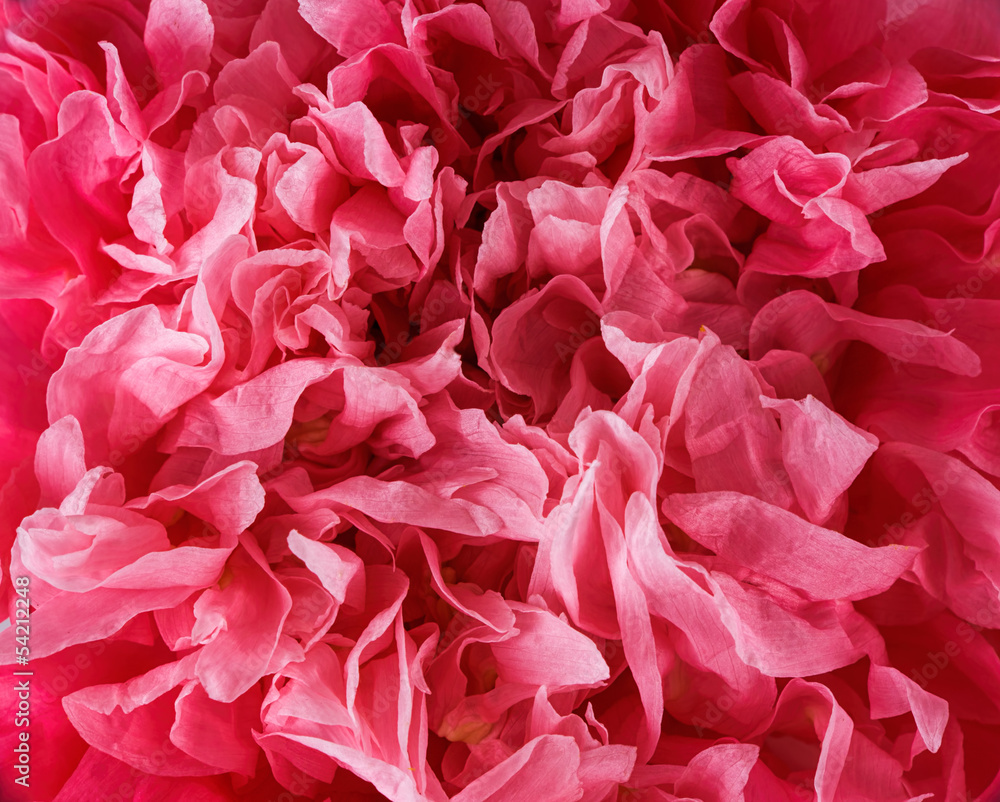 Pink poppy flower petals - background