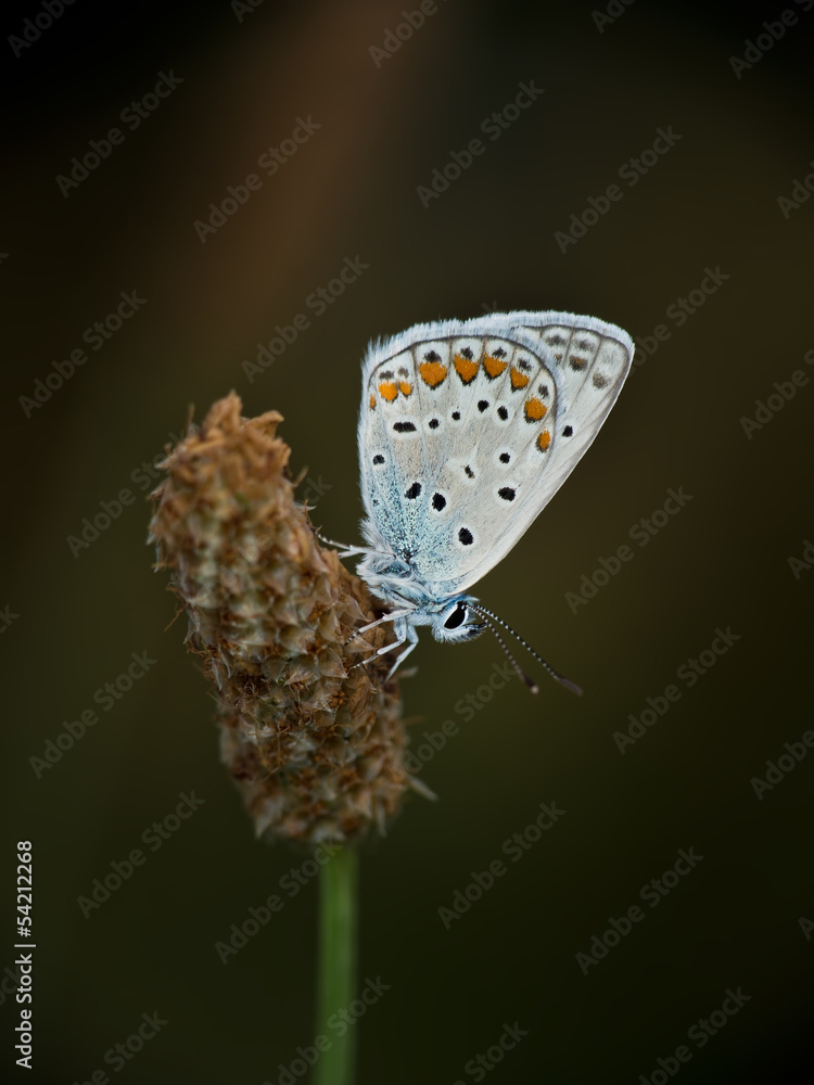 custom made wallpaper toronto digitalCommon Blue butterfly - Polyommatus icarus