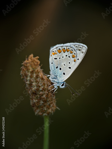 Wallpaper Mural Common Blue butterfly - Polyommatus icarus Torontodigital.ca