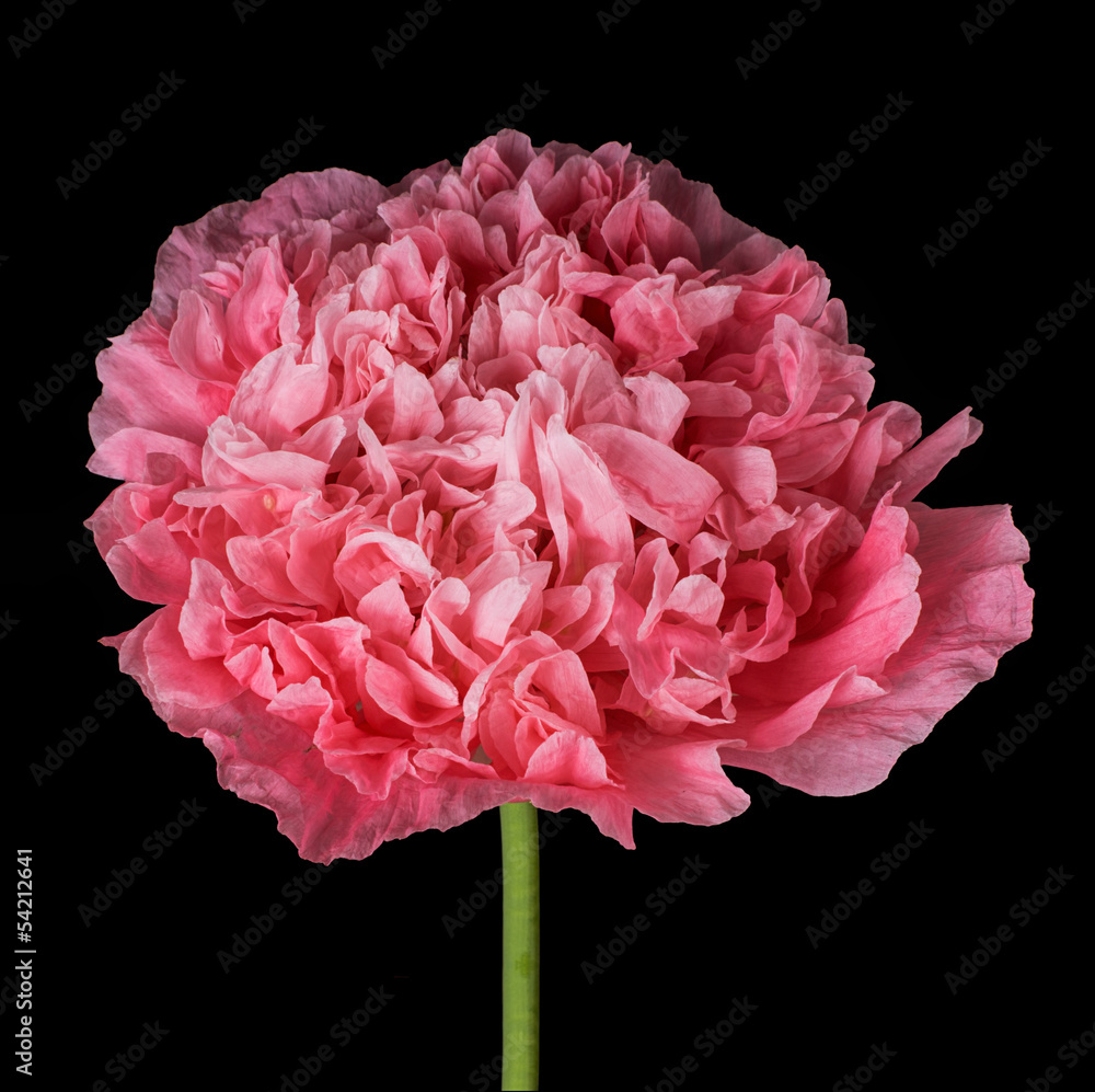 Fototapeta premium Pink poppy isolated