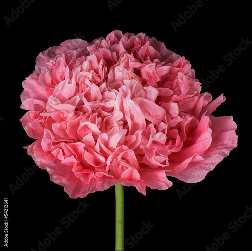 Fototapeta Naklejka Na Ścianę i Meble -  Pink poppy isolated