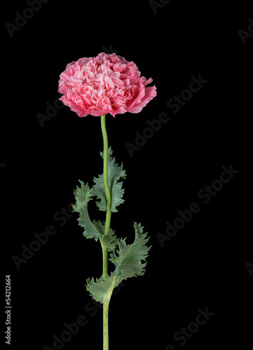 Papaver paeoniflorum aka Paeony Double  Poppy photo