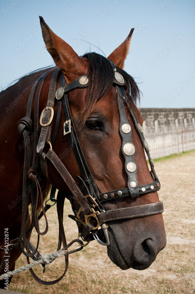 Obraz premium cheval attelé