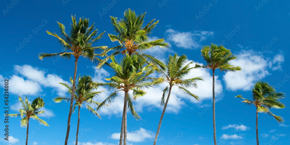Palm trees with azure blue sky with clouds in background