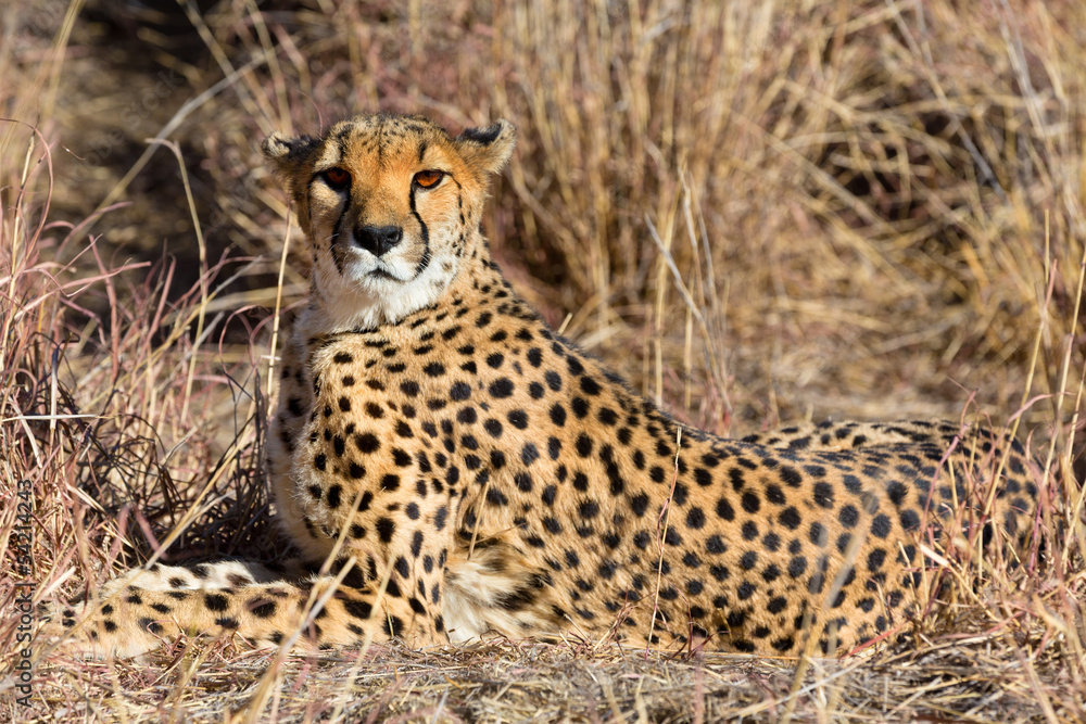 relaxed wild Cheetah watching the savannah in Namibia relaxed wild Cheetah watching the savannah in Namibia