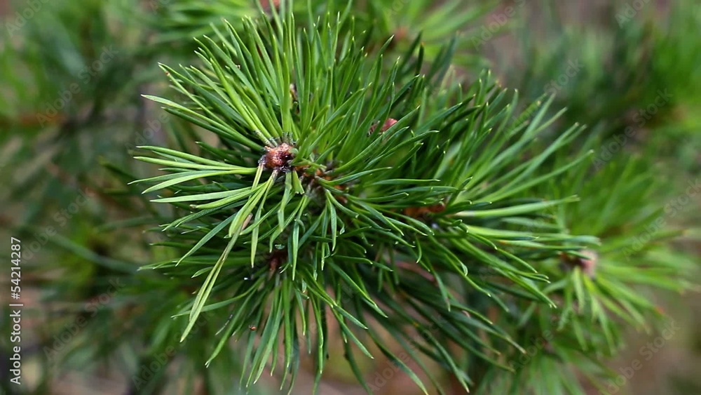 Pine Macro Pine Macro