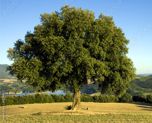 Quercia secolare photo