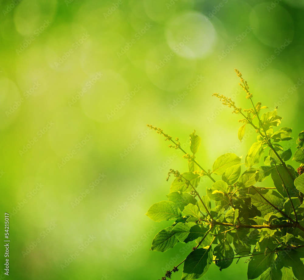 Green leaves and sun. green