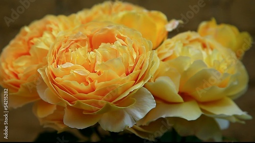 yellow rose