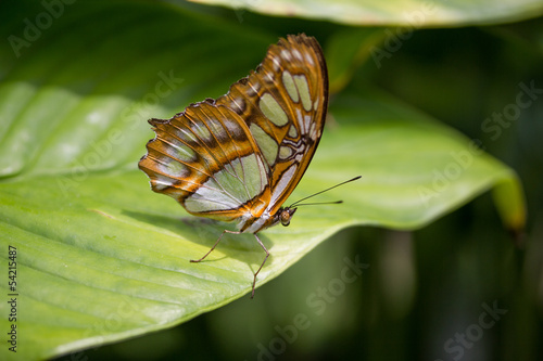 beautiful butterfly