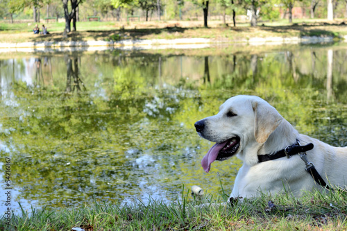 labrador