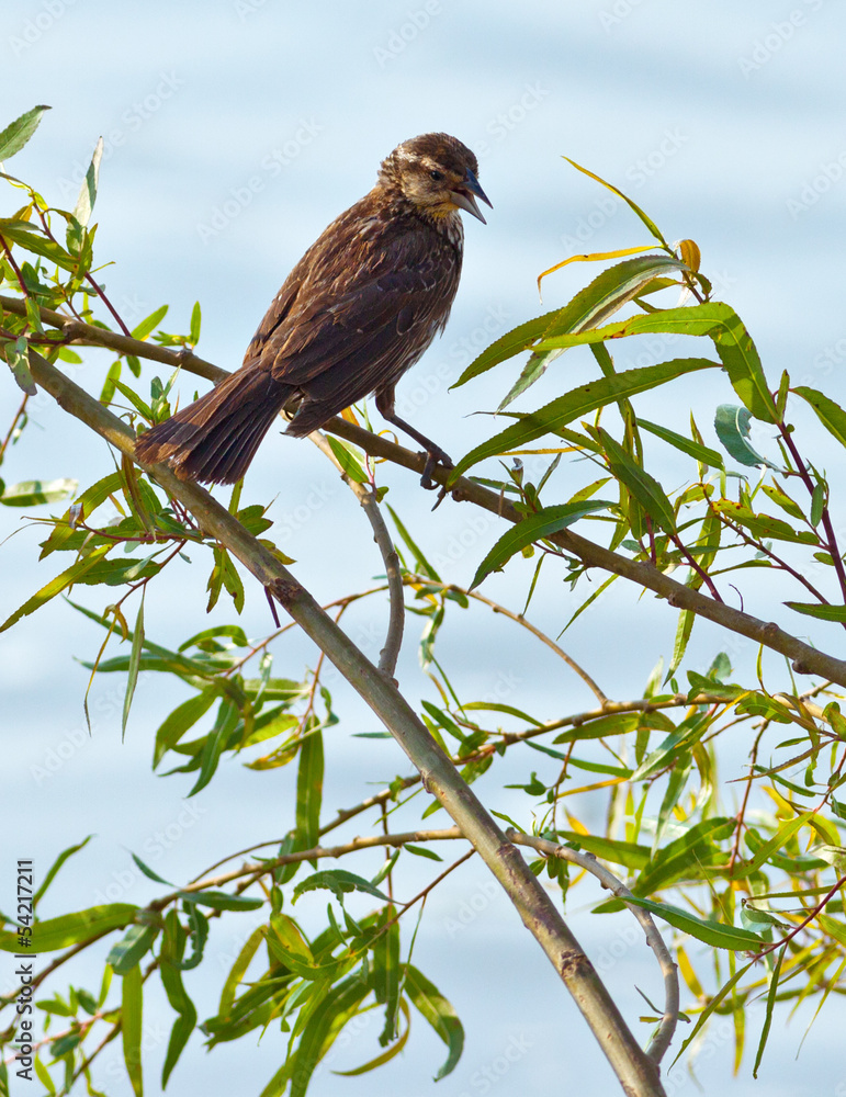 Fototapeta premium Red-Winged Blackbird
