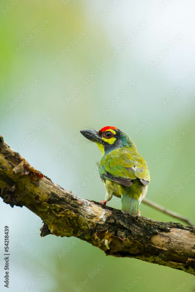 Coppersmith Barbet (Megalaima haemacephala) back Coppersmith Barbet (Megalaima haemacephala) back