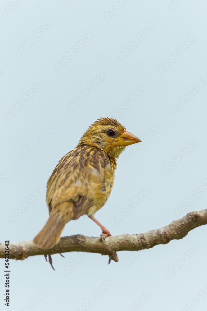 Female Baya Weaver (Ploceus philippinus) on the tree Female Baya Weaver (Ploceus philippinus) on the tree