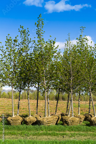 planting trees photo