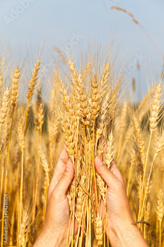 Wheat ears in the women hand