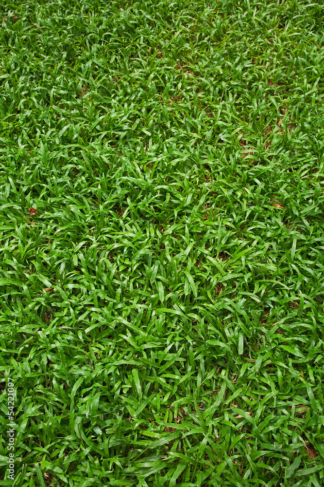 Grass Field Grass Field