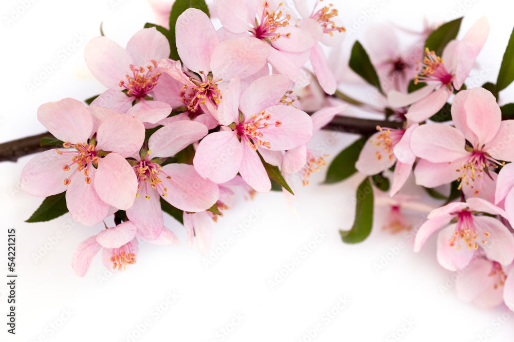 cherry blossom cherry blossom