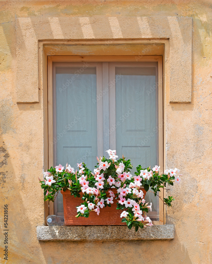 window and flowers