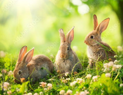 Fotografiet Rabbits. Art Design of Cute Little Easter Bunnies in the Meadow.