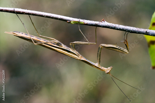 praying mantis mantodea on a  brown branch photo