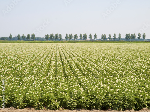 potato field in a flowering stage
