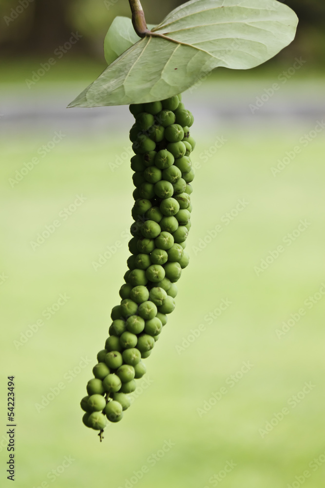 Fototapeta premium forest fruit