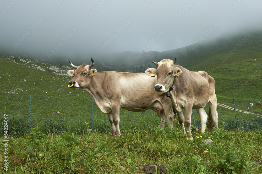 monte guglielmo monte guglielmo