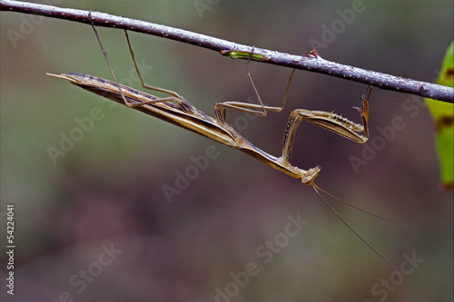 mantodea on a brown branch photo