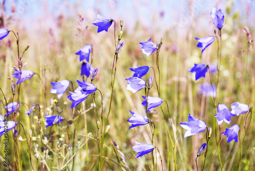 Field of harebell in the springtime