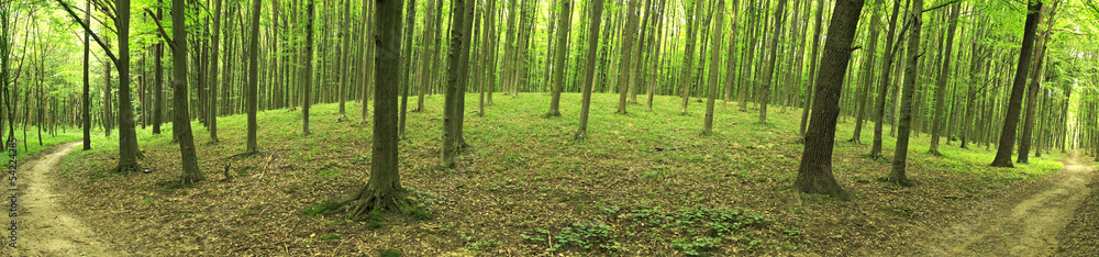 Forest Forest
